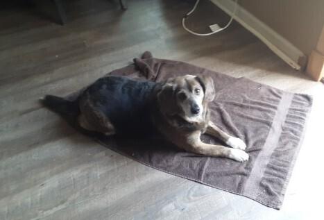 Enlarge Captain, a Adoptable mixed breed in Gillsville, GA image 5/6