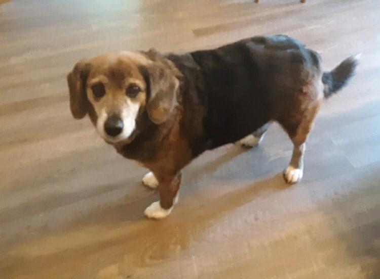 Enlarge Captain, a Adoptable mixed breed in Gillsville, GA image 6/6