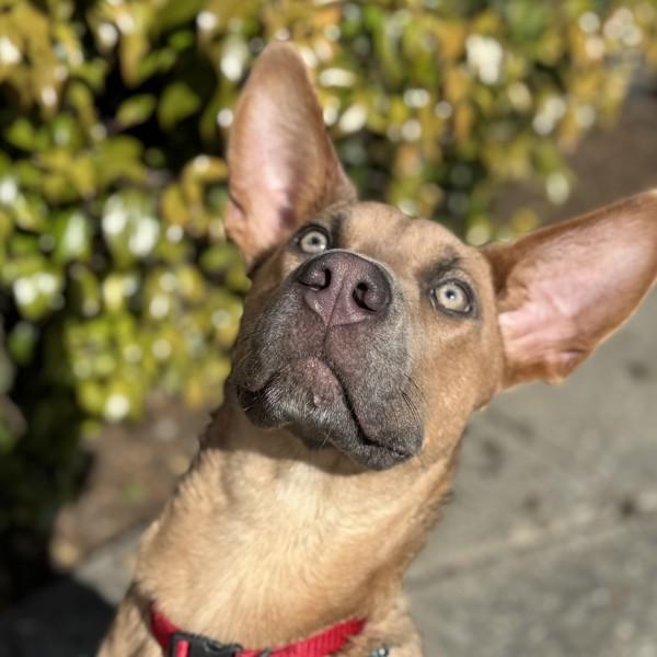 Boeing, Adoptable, Young Female Pharaoh Hound & Shepherd.