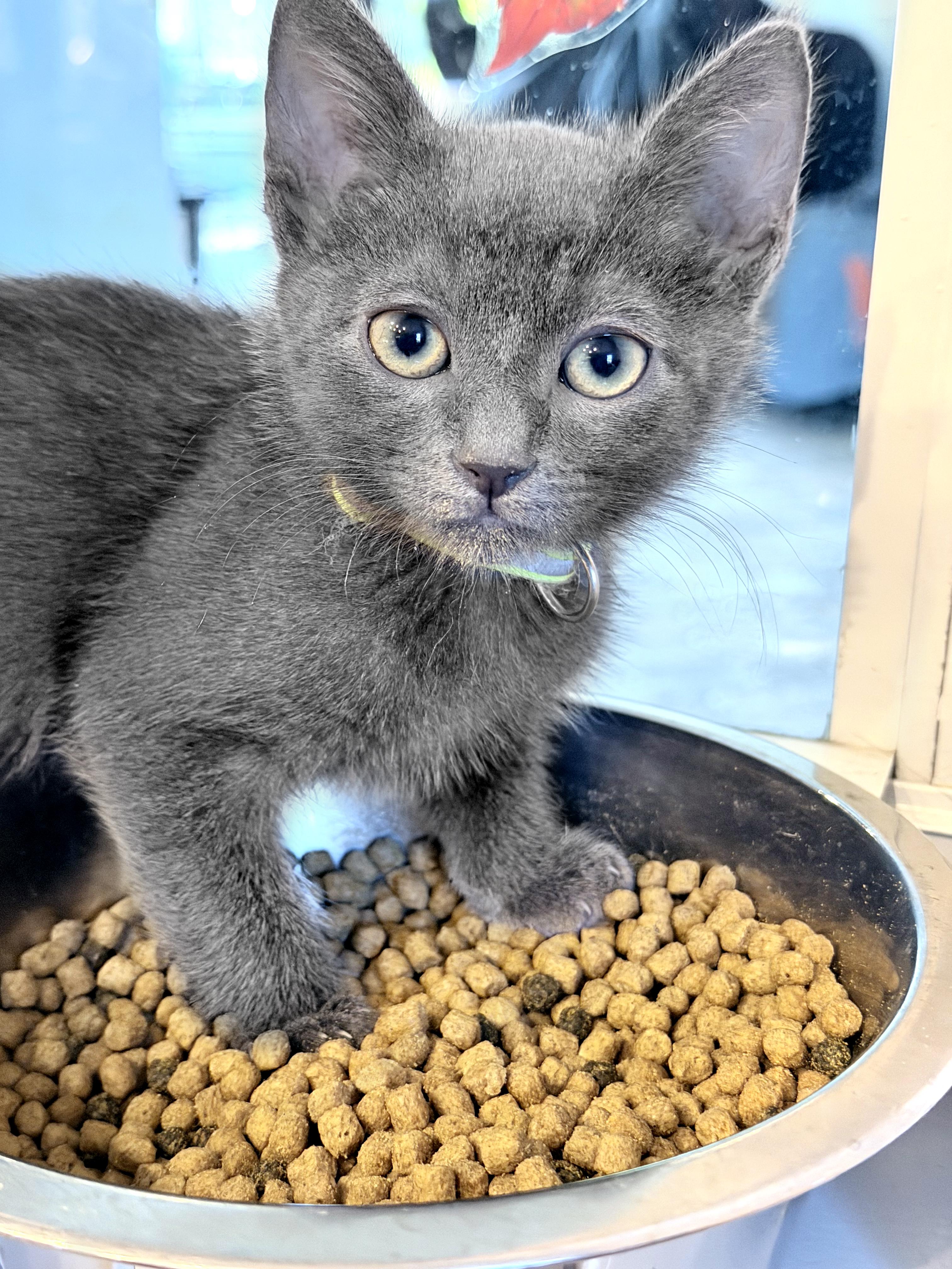 Kissy, a Adoptable mixed breed in Lake Monroe, FL image 1/2