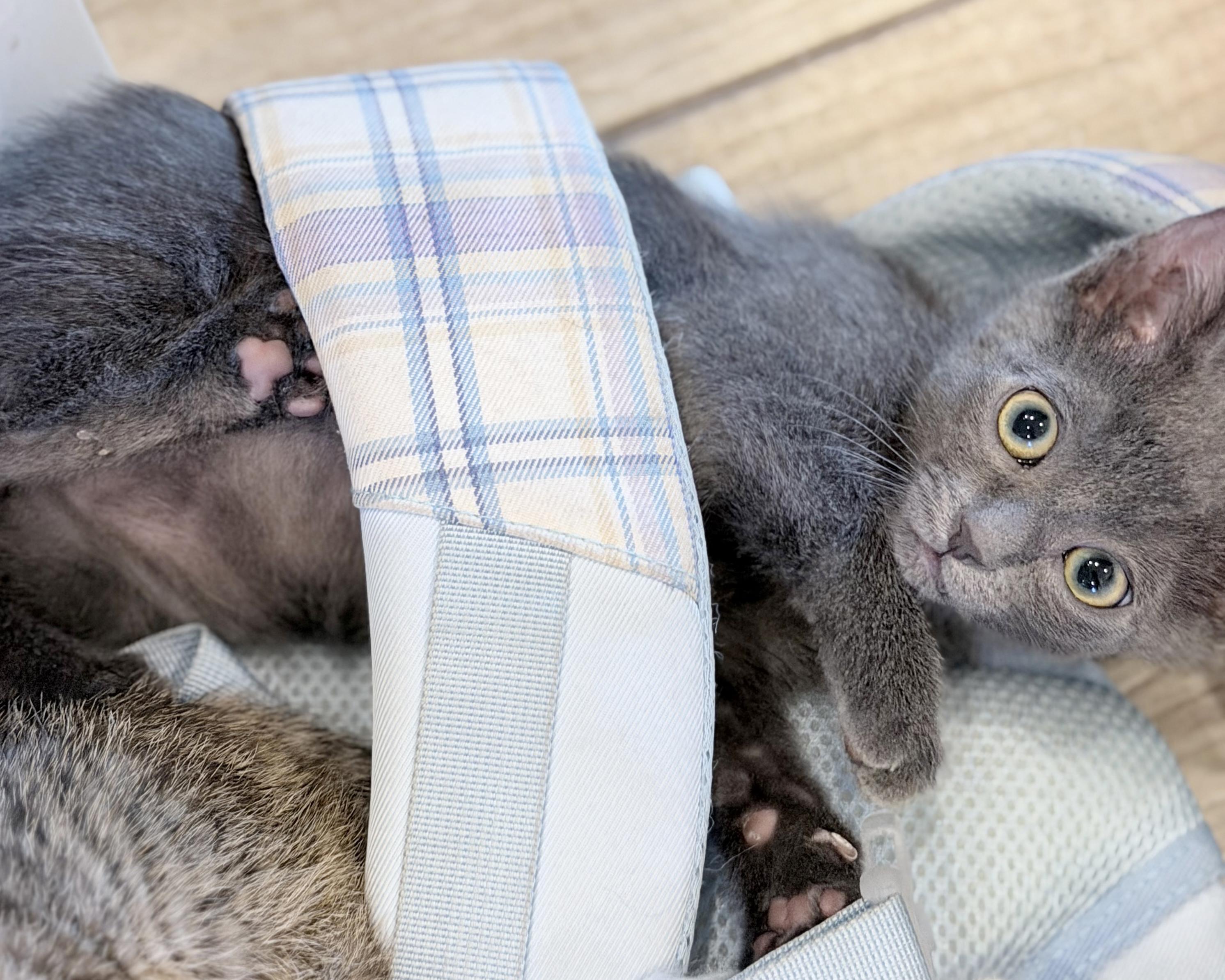 Kissy, a Adoptable mixed breed in Lake Monroe, FL image 2/2