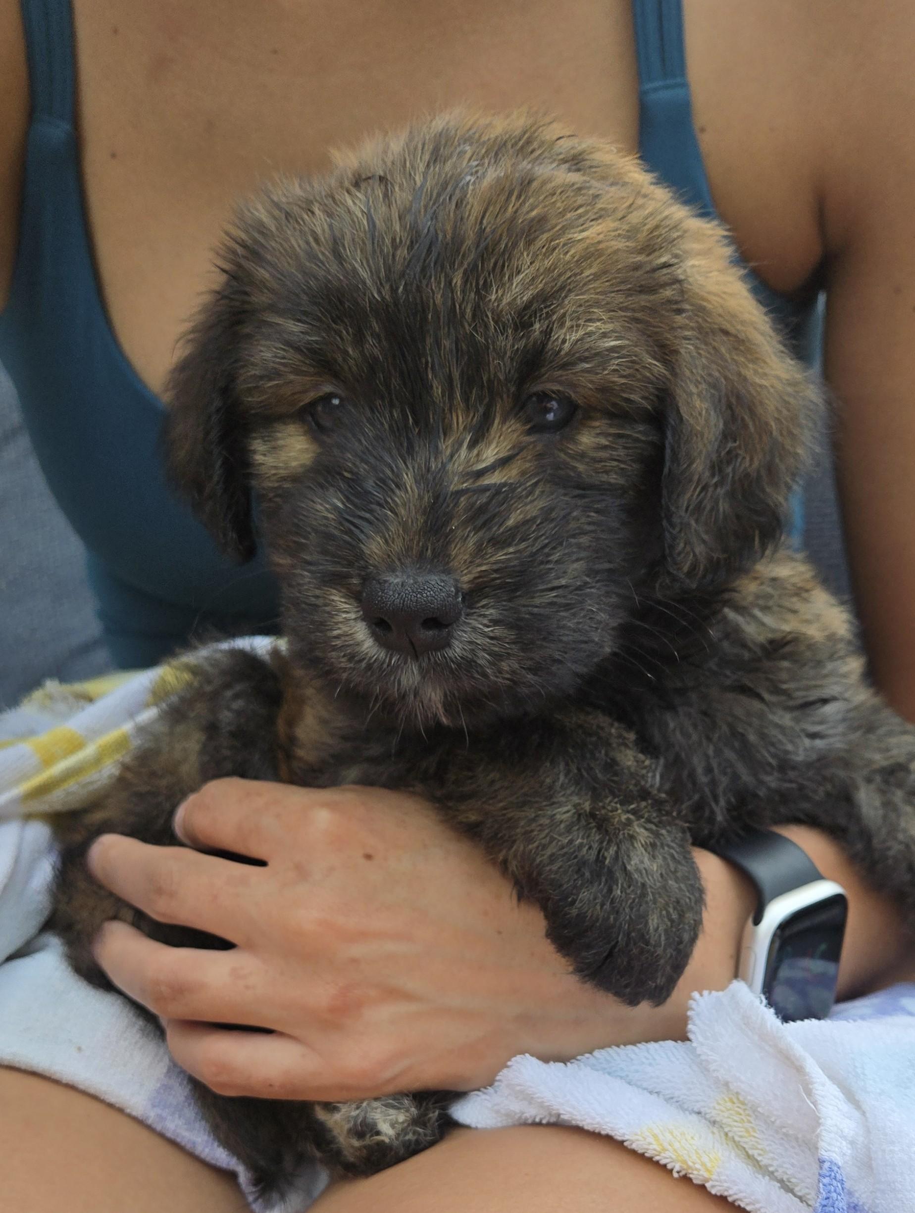 Enlarge Rupert, an adopted mixed breed in Minneapolis, MN image 2/5