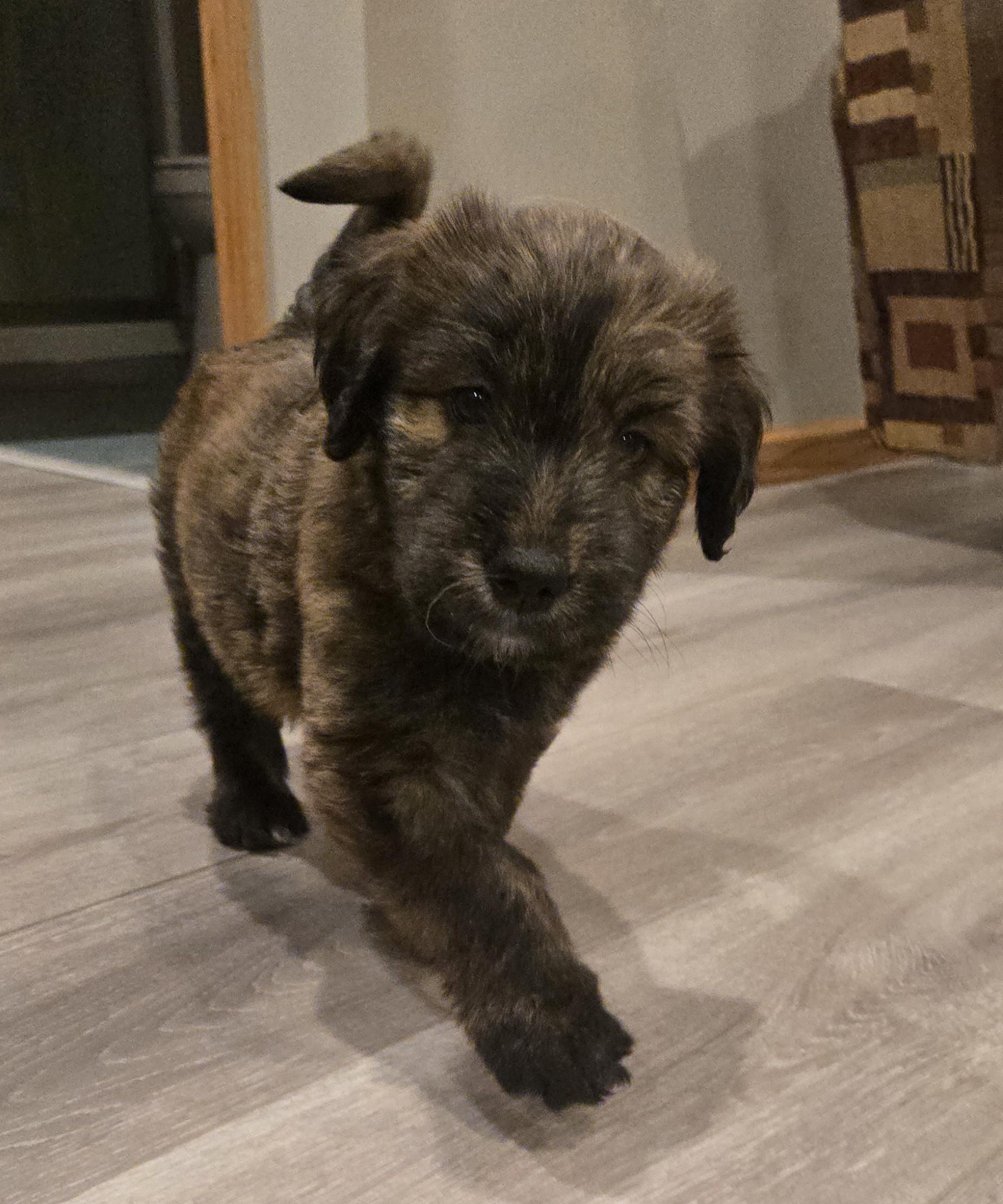 Rupert, adopted, Puppy Male Retriever & Poodle.