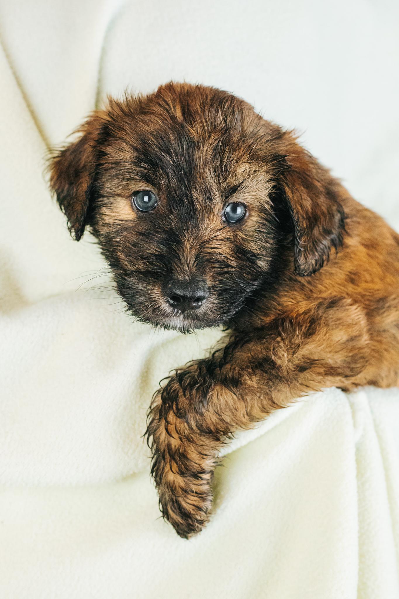 Enlarge Rupert, an adopted mixed breed in Minneapolis, MN image 5/5