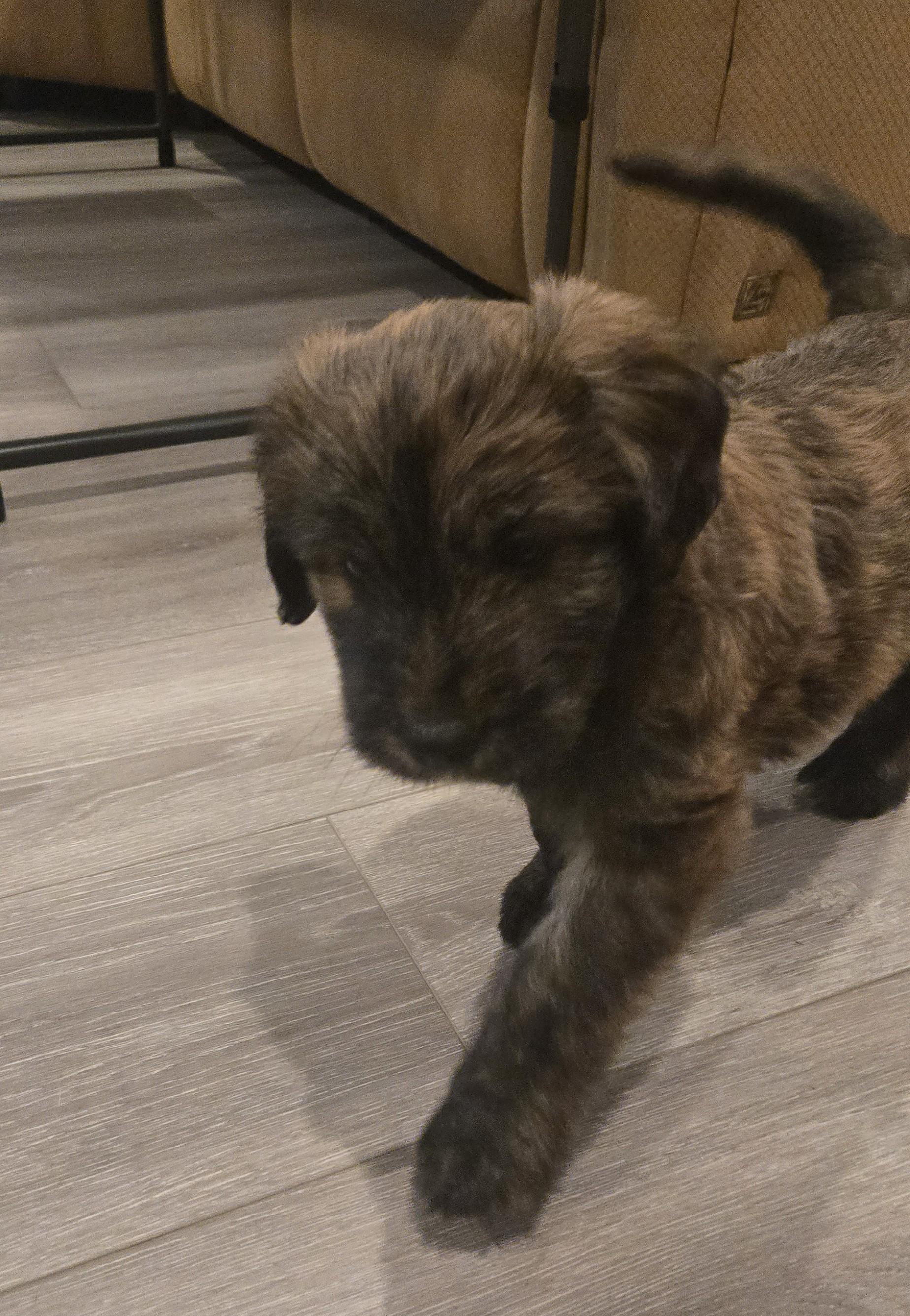 Enlarge Rupert, an adopted mixed breed in Minneapolis, MN image 3/5