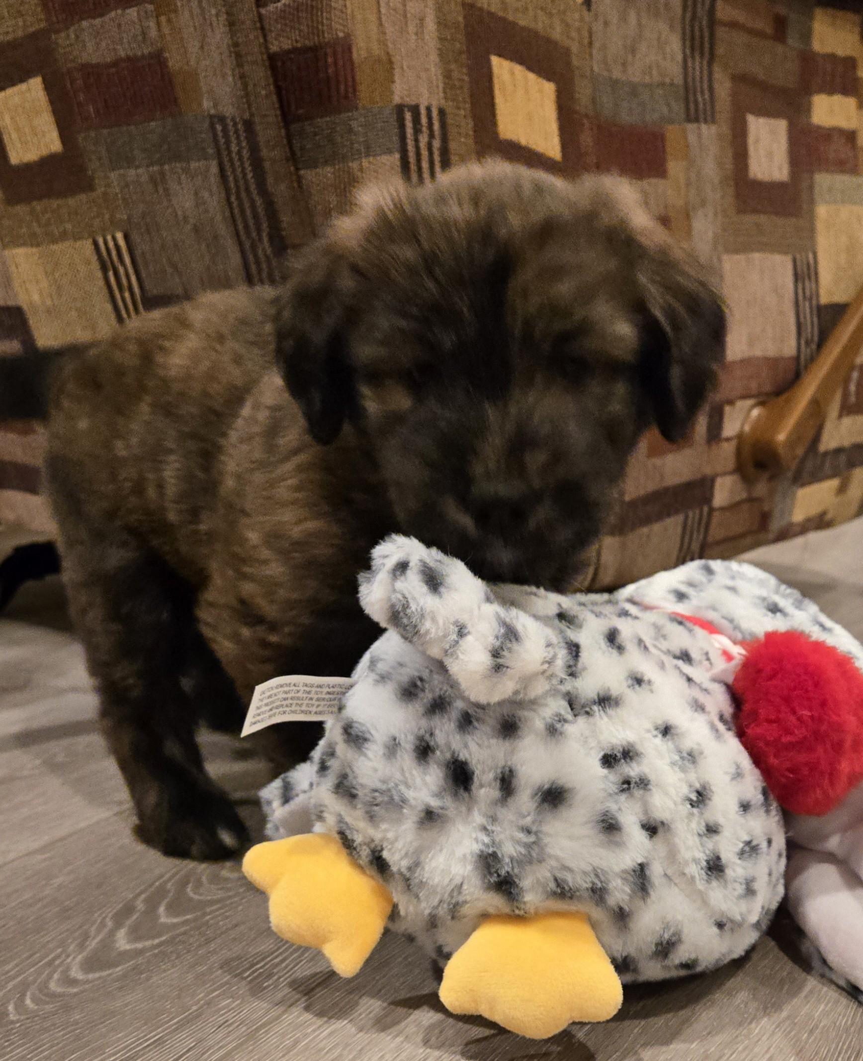 Enlarge Rupert, an adopted mixed breed in Minneapolis, MN image 4/5