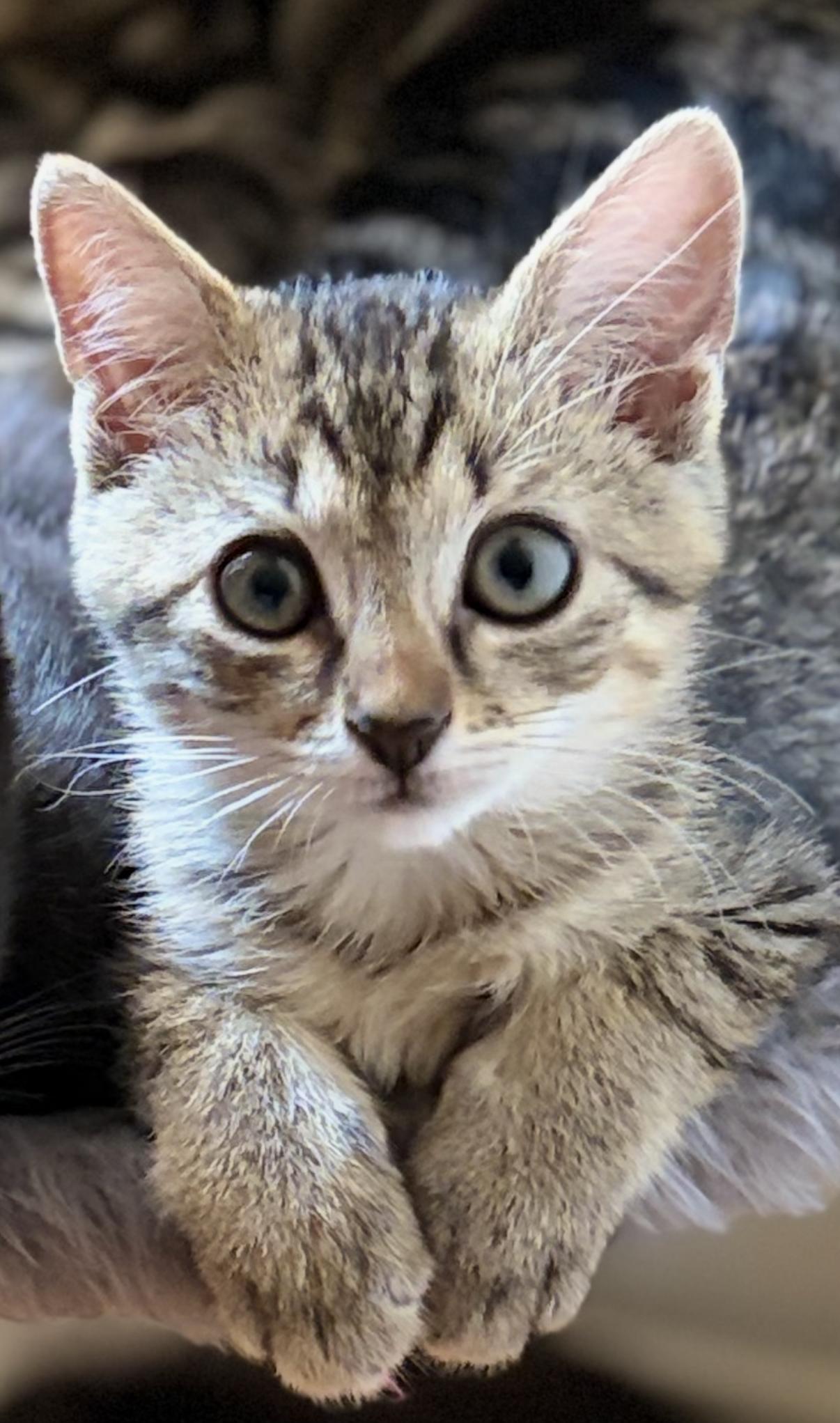 Sweet Pea & Purrcy, Adoptable, Kitten Female Domestic Short Hair & Domestic Short Hair.