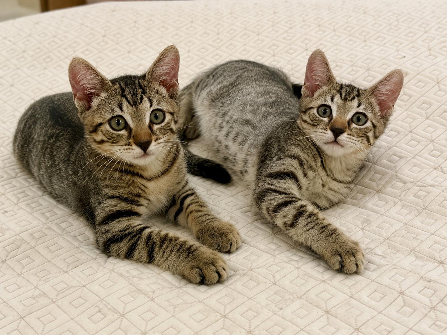 Sweet Pea & Purrcy, a Adoptable mixed breed in Long Beach, CA image 2/3