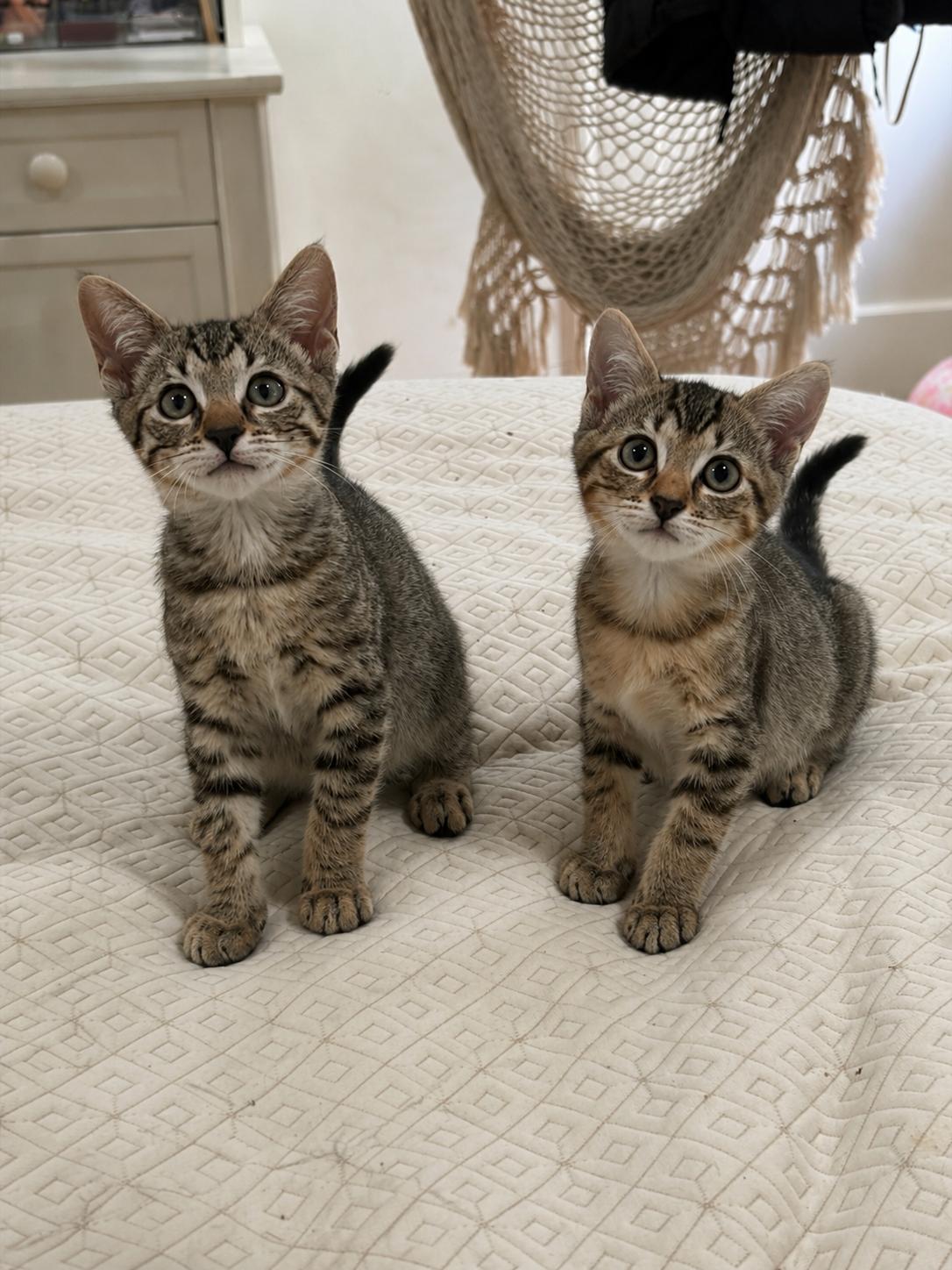 Sweet Pea & Purrcy, a Adoptable mixed breed in Long Beach, CA image 3/3