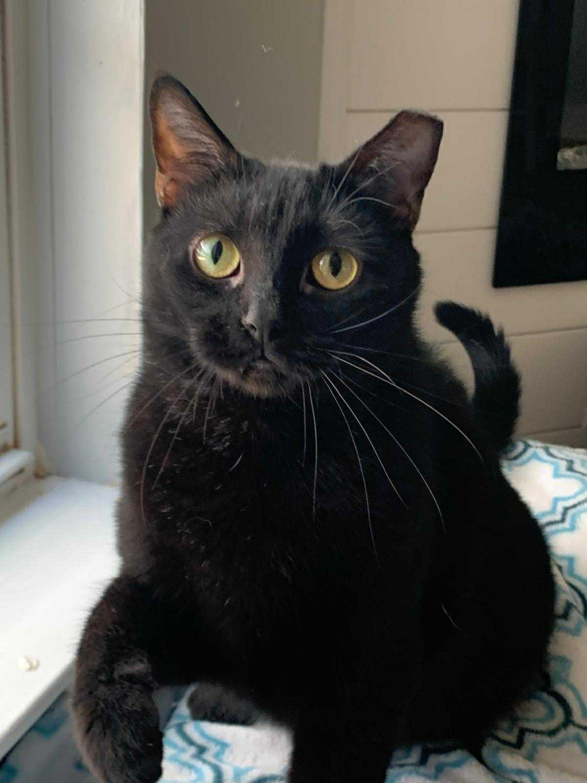 Sweet Chelsea, Adoptable, Adult Female Domestic Short Hair.