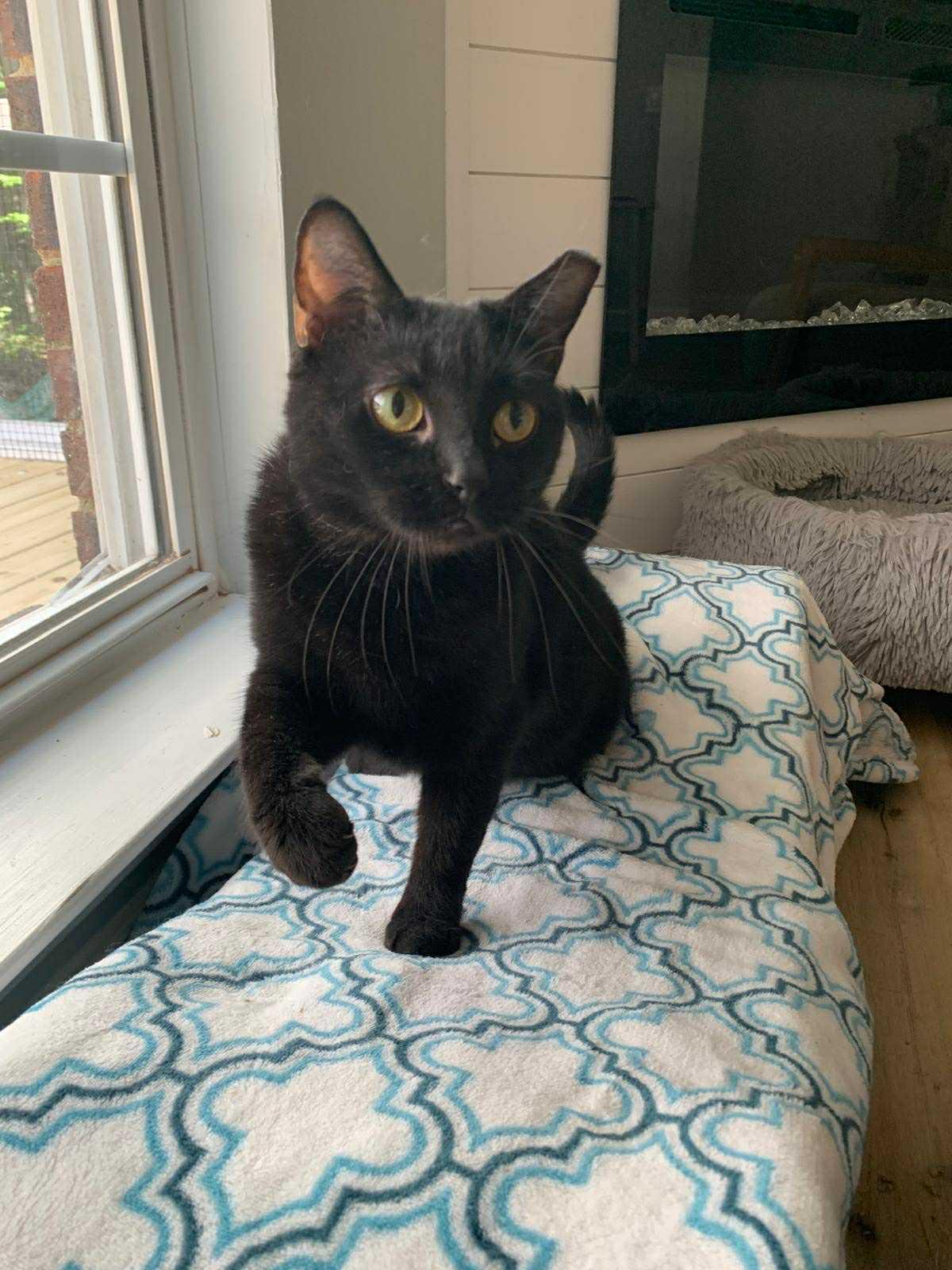 Enlarge Sweet Chelsea, a Adoptable Domestic Short Hair in Belmont, NC image 2/2