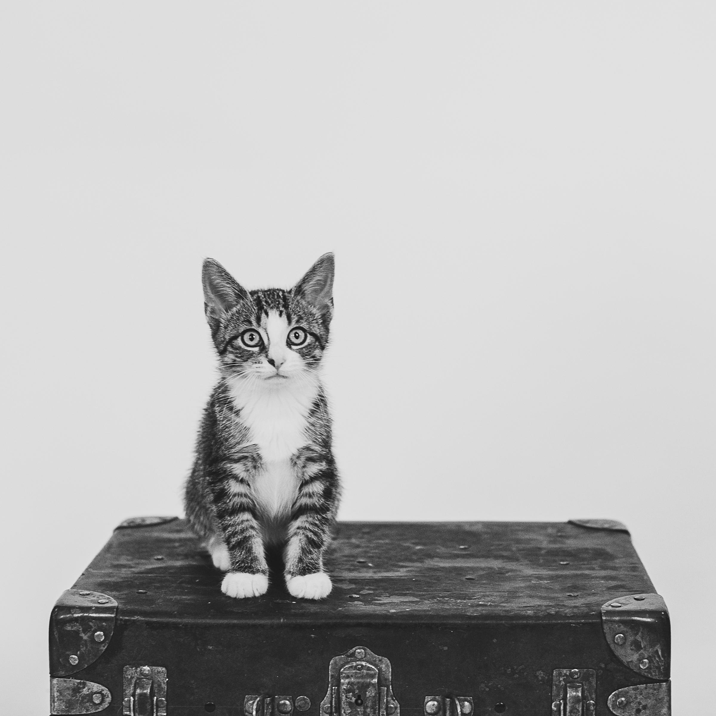 Enlarge Miss Molly, an adopted Domestic Short Hair in Hamilton, ON image 2/4