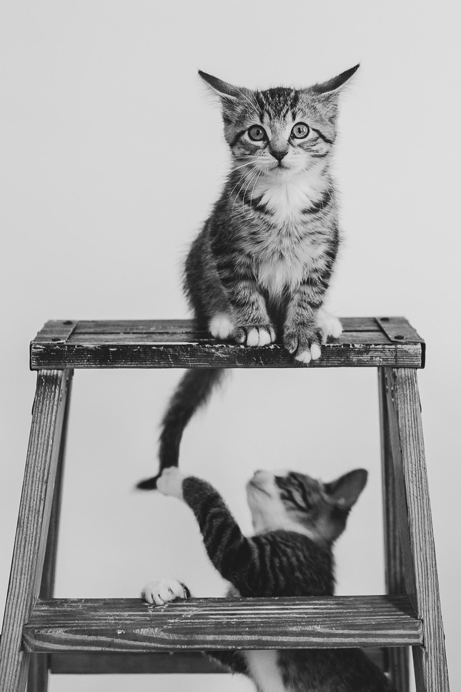 Enlarge Miss Molly, an adopted Domestic Short Hair in Hamilton, ON image 4/4