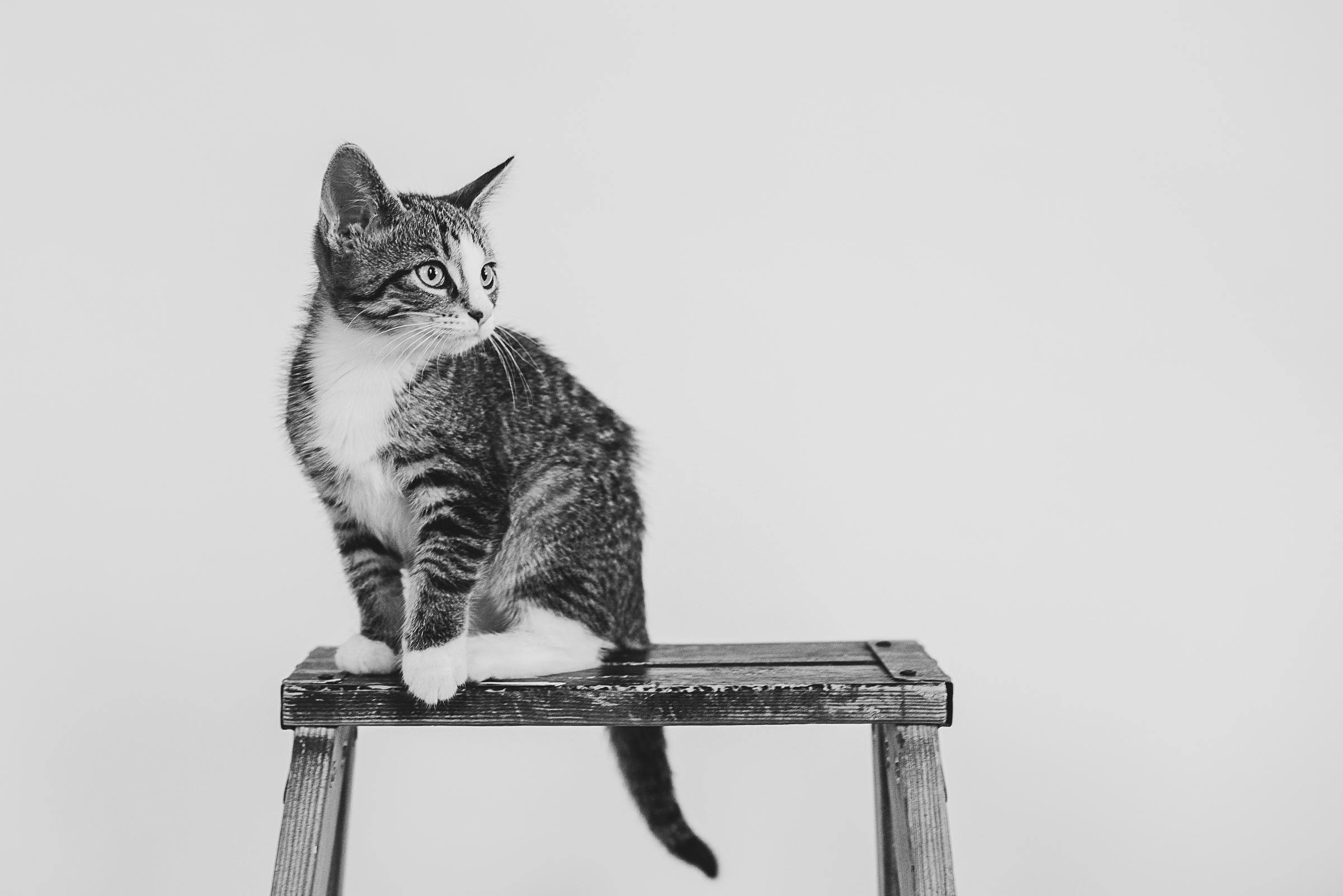 Enlarge Miss Molly, an adopted Domestic Short Hair in Hamilton, ON image 3/4