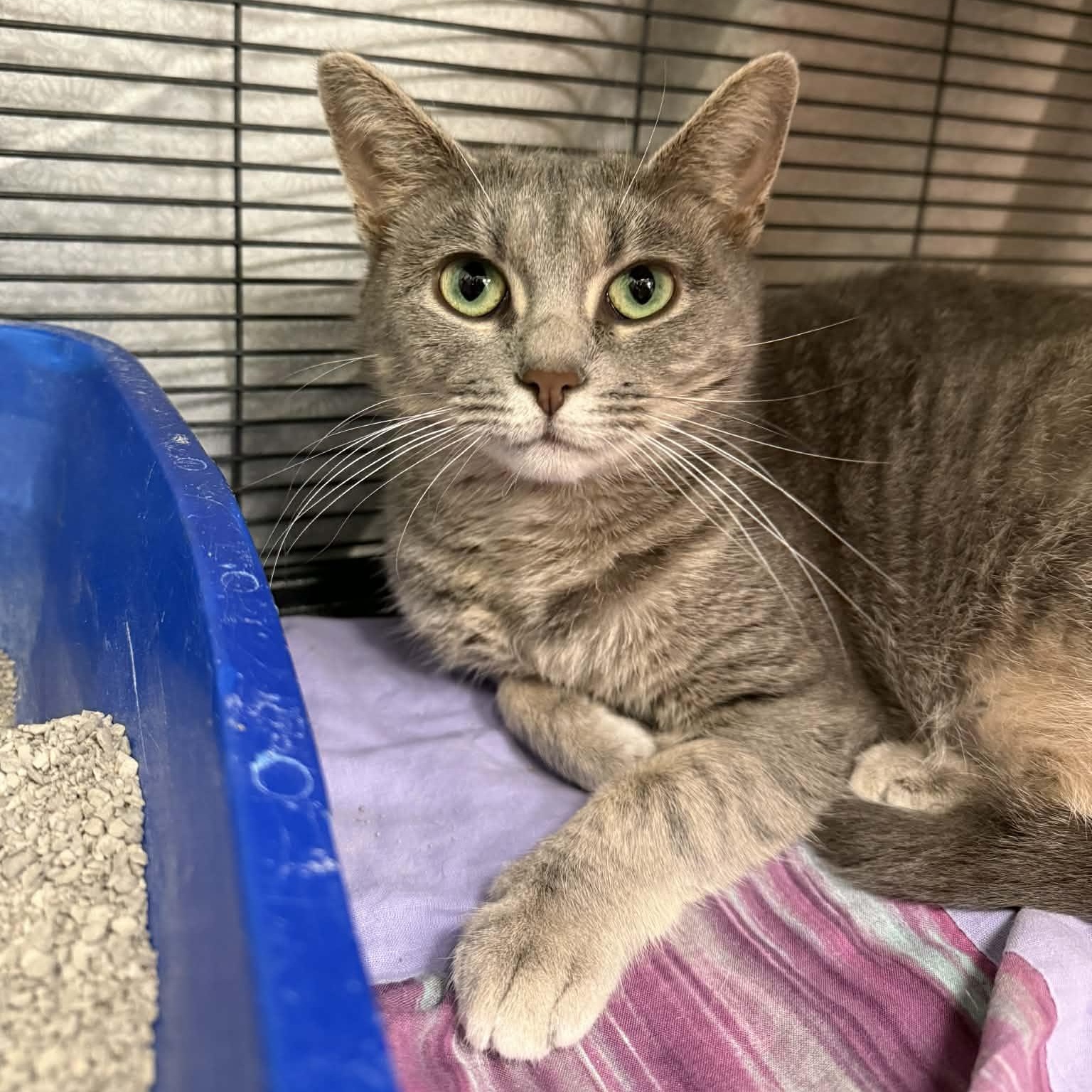 Enlarge Gracie, a ADOPTABLE Domestic Short Hair in Martinsville, IN image 1/2