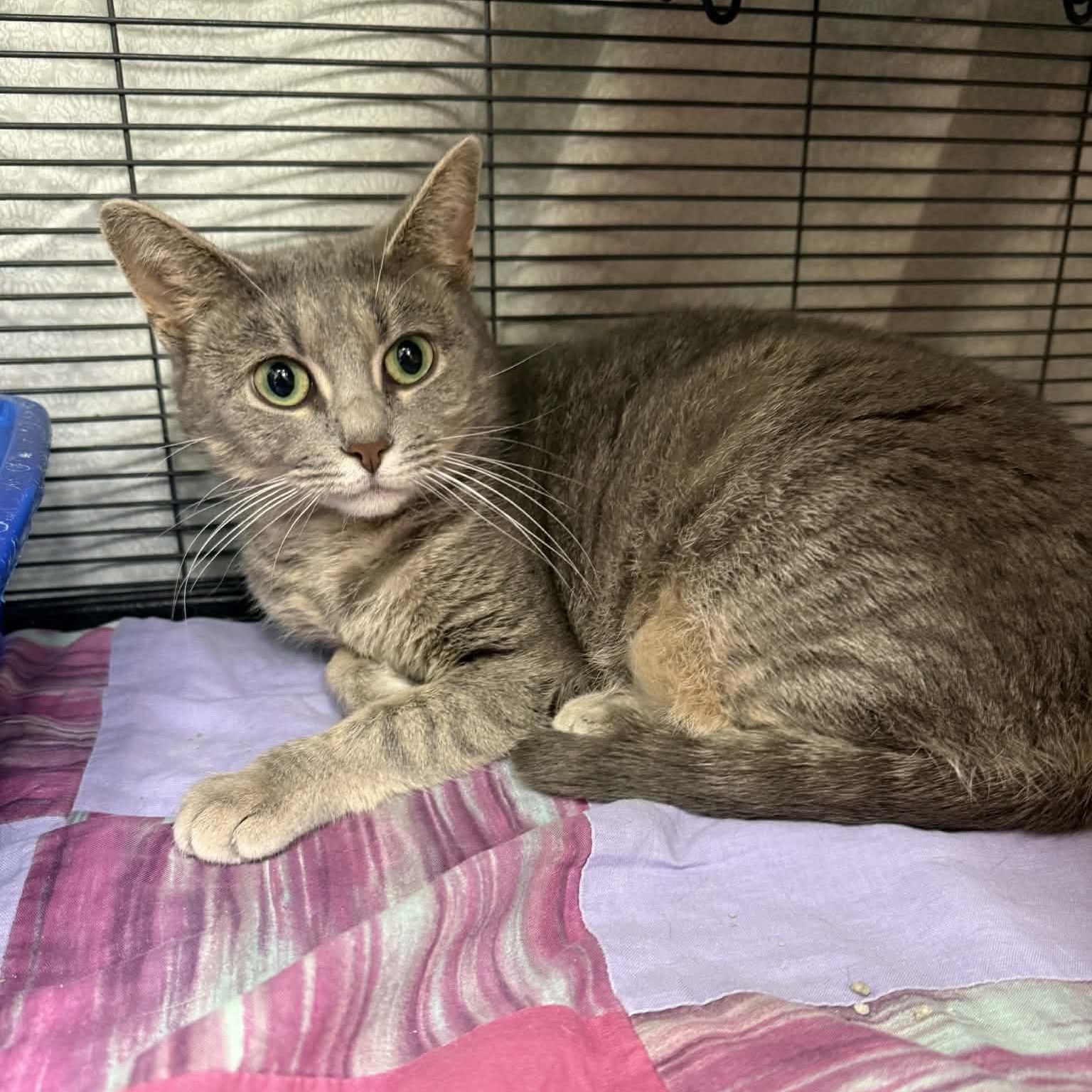 Enlarge Gracie, a ADOPTABLE Domestic Short Hair in Martinsville, IN image 2/2