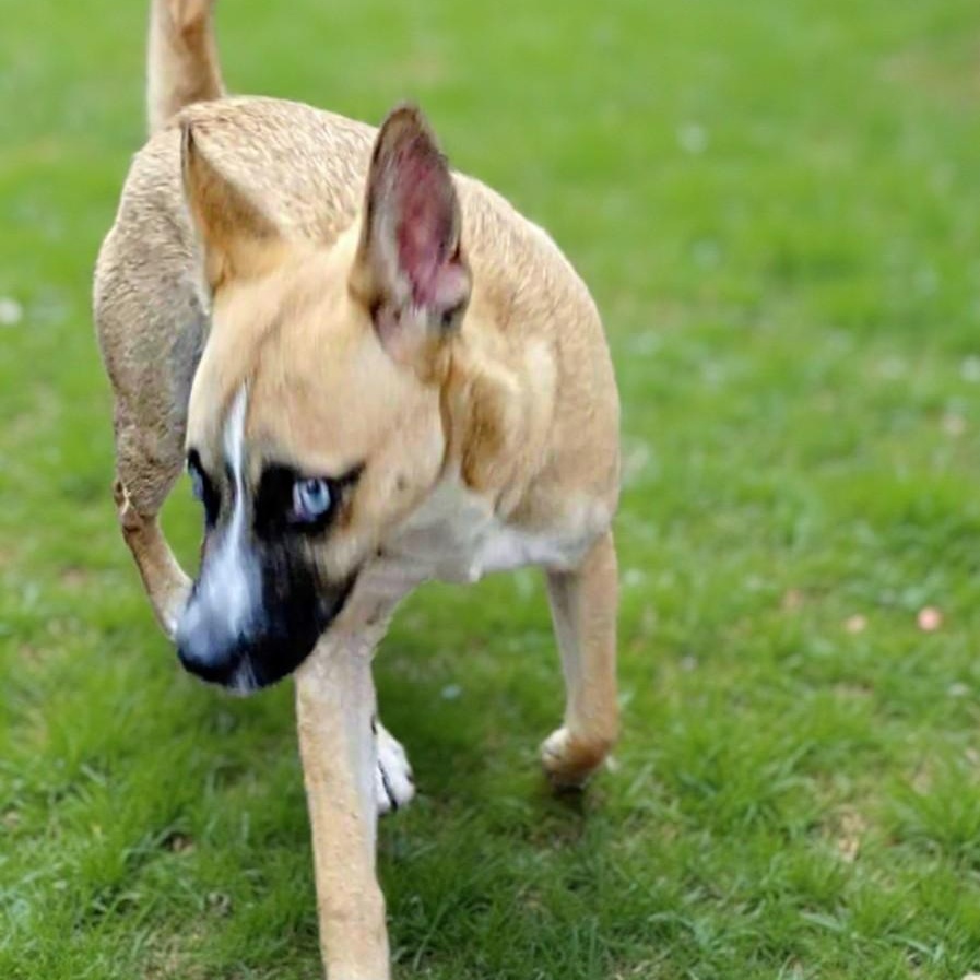 Poochie — thumbnail 2