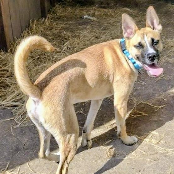 Poochie — thumbnail 4