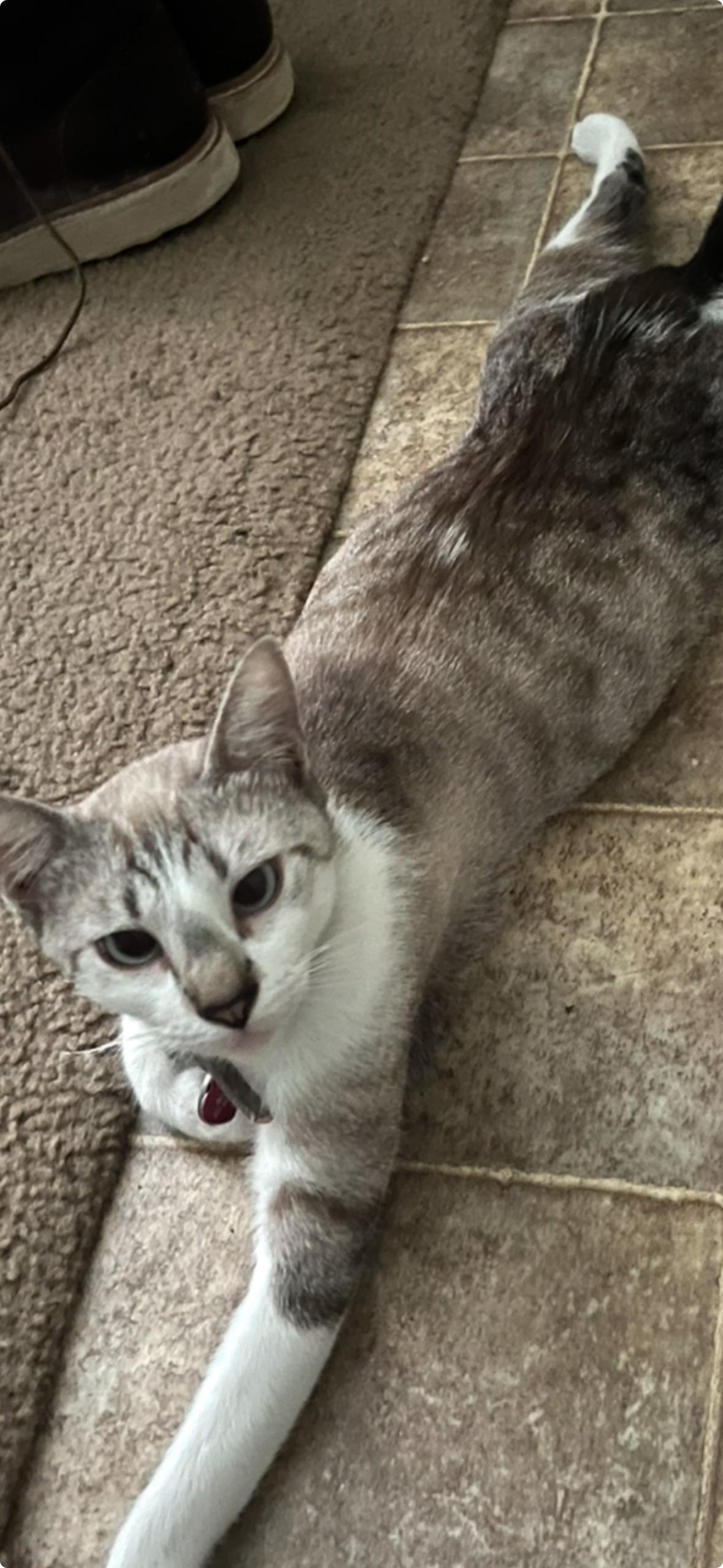 Kitty, Adult Female Domestic Short Hair