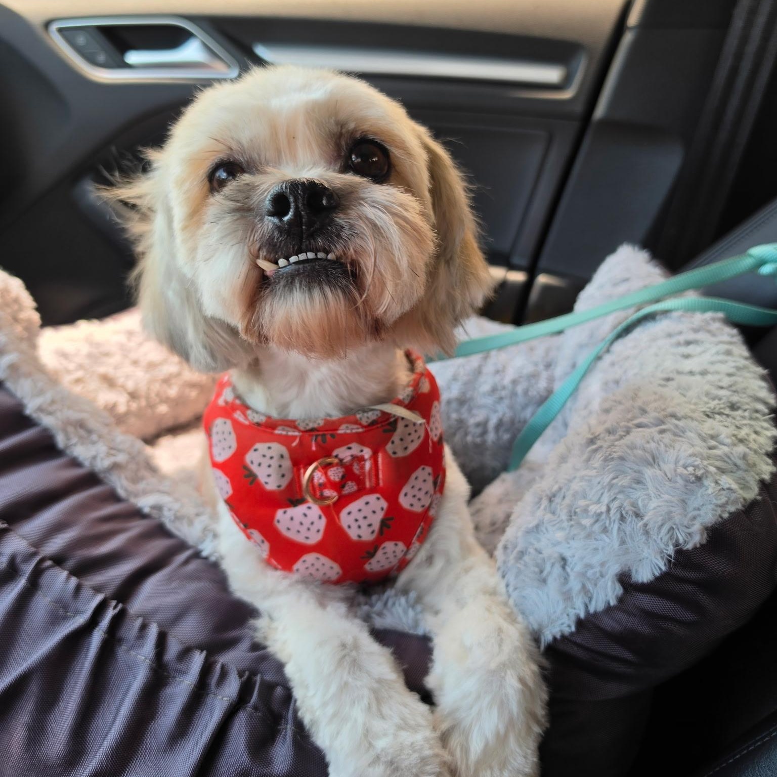 Nilla, a ADOPTABLE mixed breed in Rancho Santa Fe, CA image 3/3