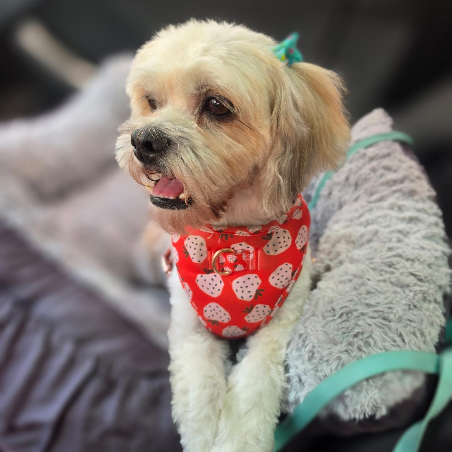 Nilla, a ADOPTABLE mixed breed in Rancho Santa Fe, CA image 2/3