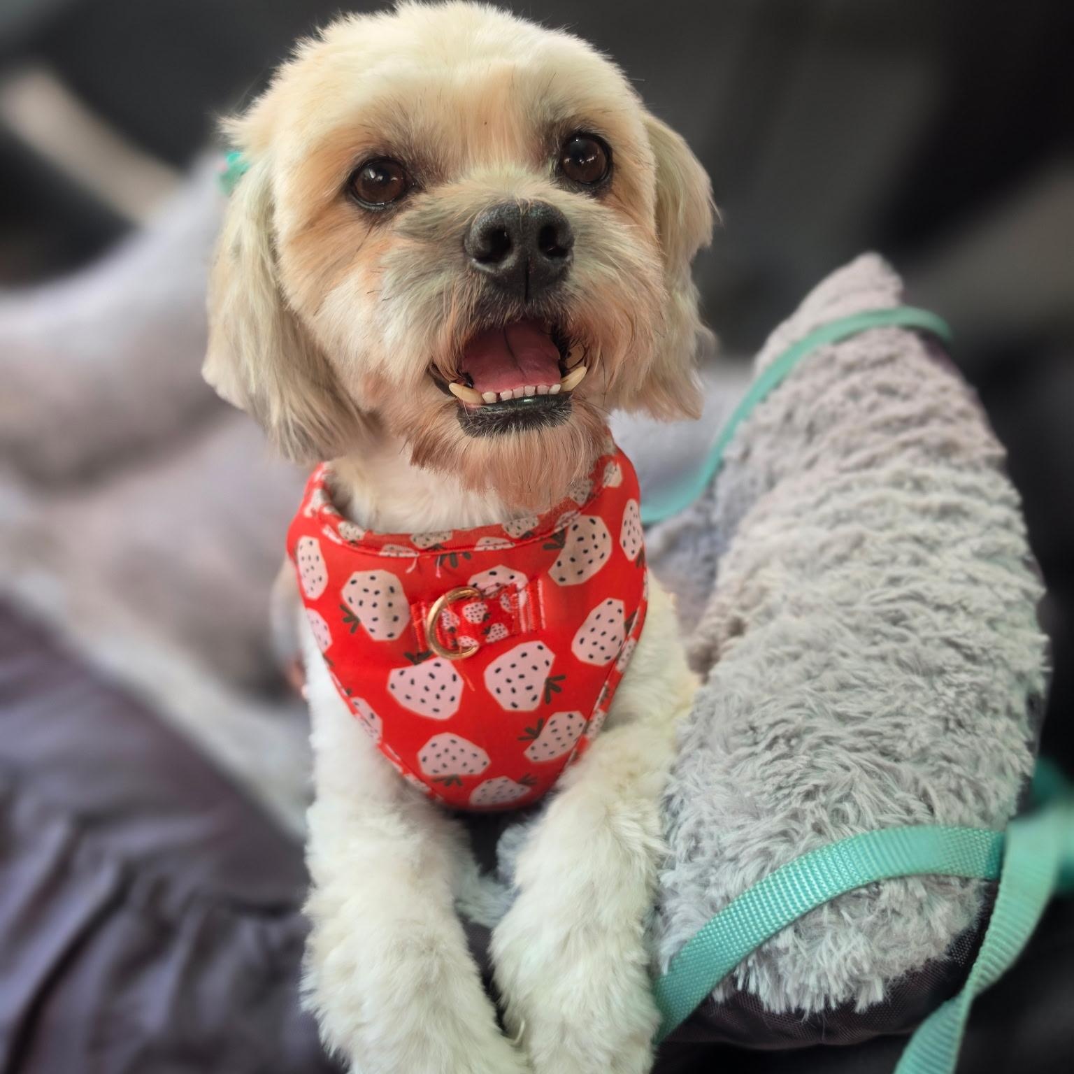 Nilla, a ADOPTABLE mixed breed in Rancho Santa Fe, CA image 1/3