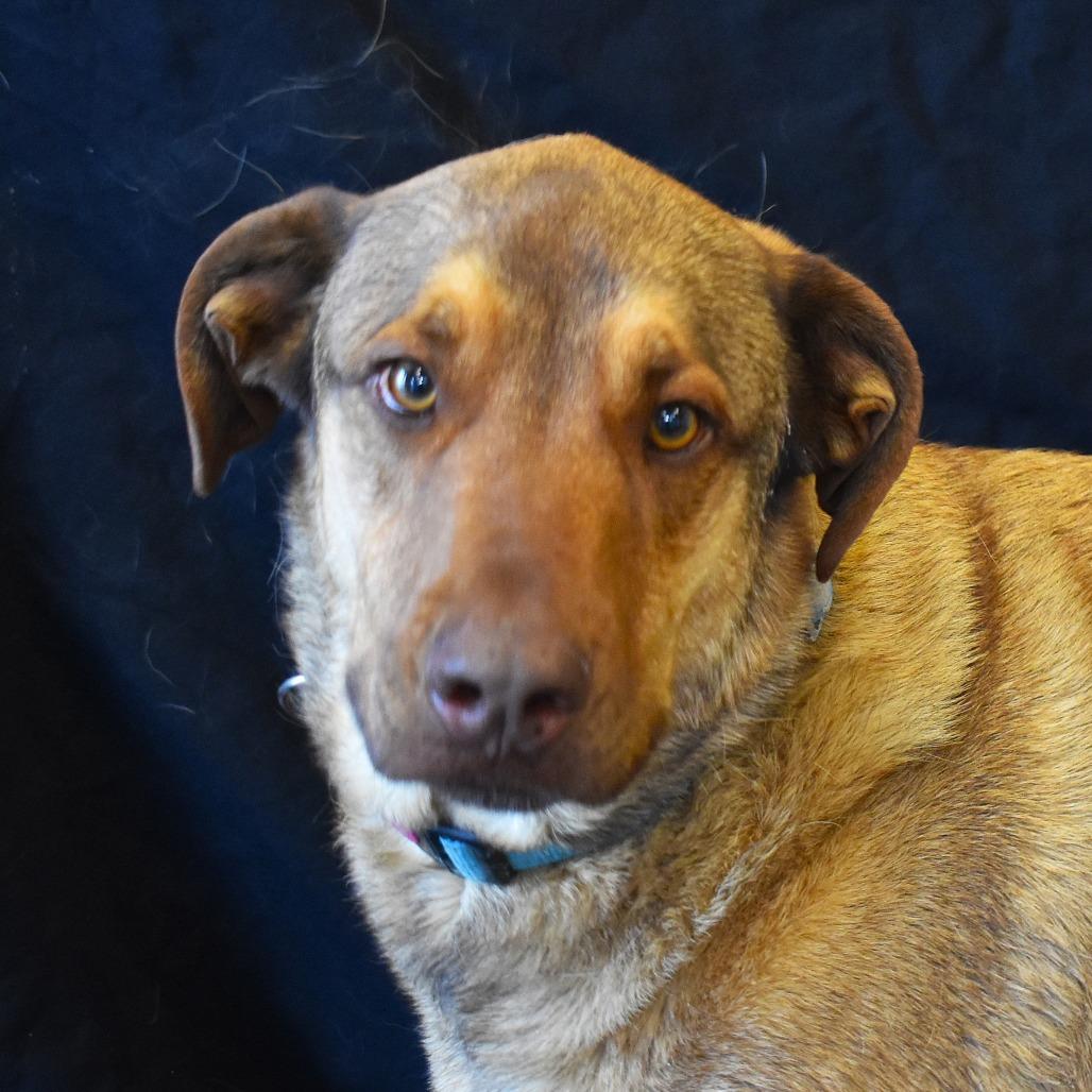 Haze (Hazel), Adoptable, Adult Male Shepherd & Mixed Breed.