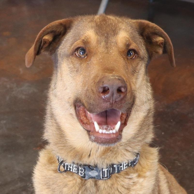 Enlarge Haze (Hazel), a Adoptable mixed breed in Rifle, CO image 3/6