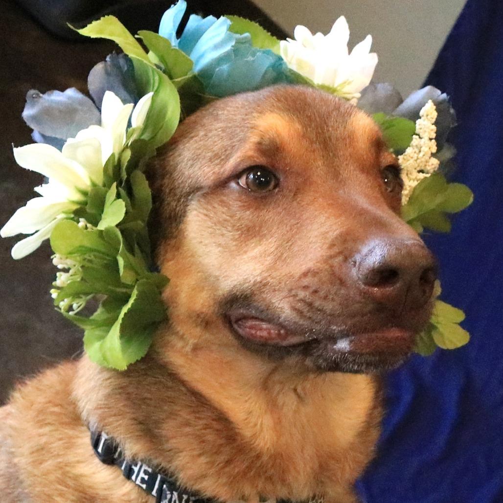 Enlarge Haze (Hazel), a Adoptable mixed breed in Rifle, CO image 3/6