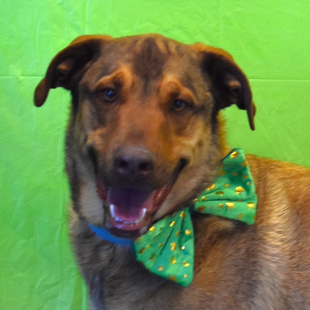 Enlarge Haze (Hazel), a Adoptable mixed breed in Rifle, CO image 6/6