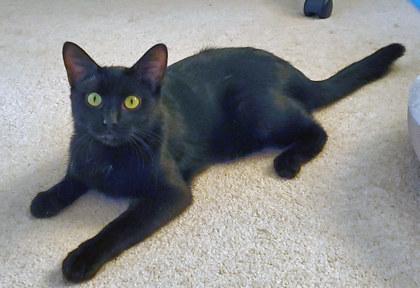 Owl (in foster) — thumbnail 2