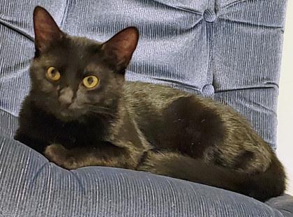 Owl (in foster) — thumbnail 5