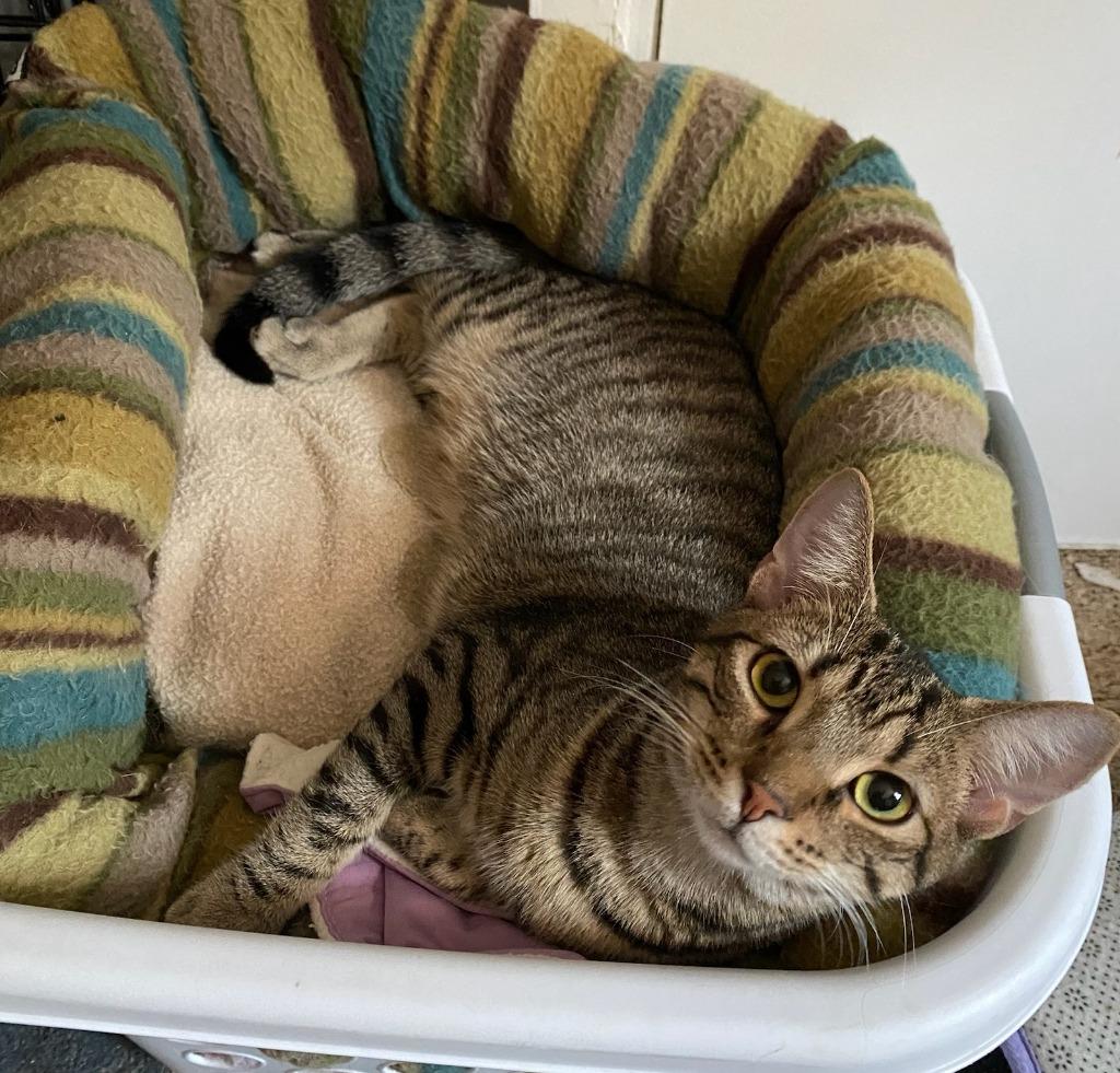 Jackson, Adoptable, Adult Male Domestic Short Hair.