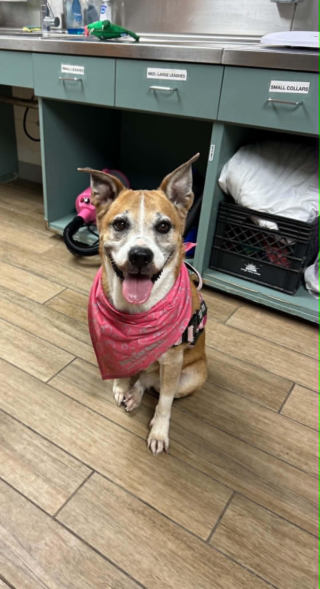 May, Adoptable, Senior Female Carolina Dog.
