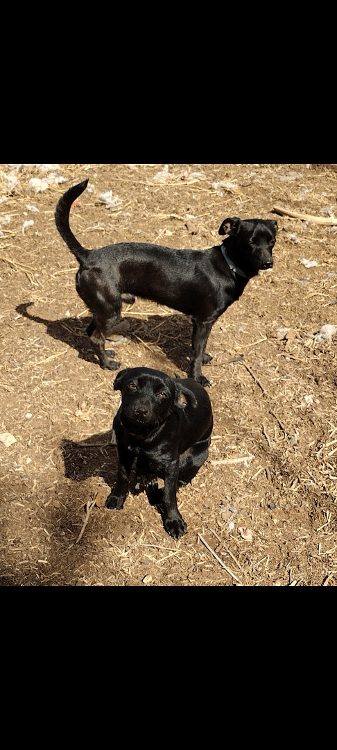 Pixie and James, Adoptable, Adult Female Chihuahua.