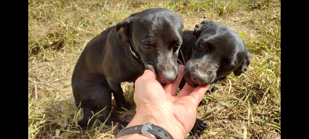 Enlarge Pixie and James, a Adoptable mixed breed in Donna, TX image 2/5