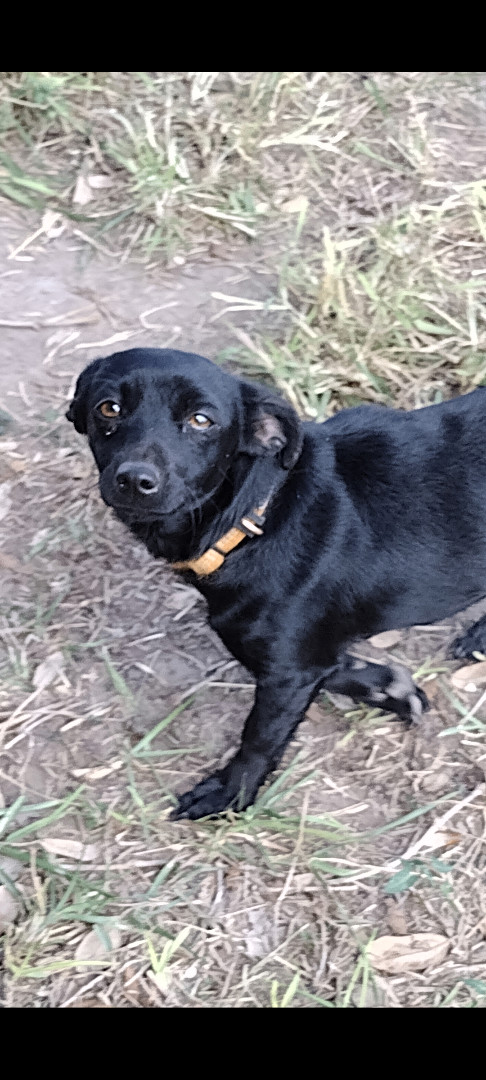 Enlarge Pixie and James, a Adoptable mixed breed in Donna, TX image 3/5