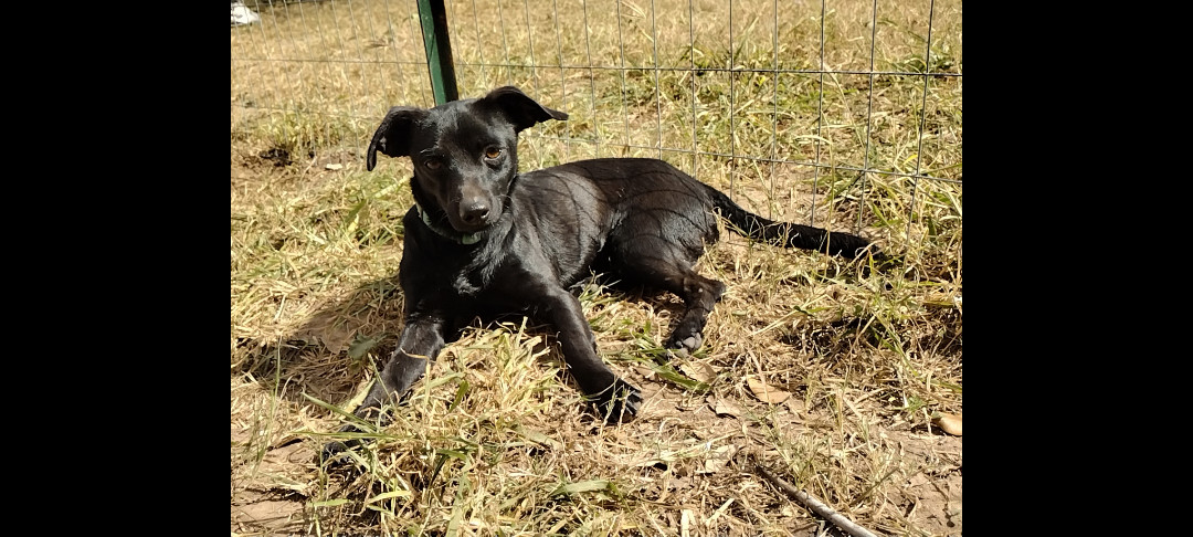 Enlarge Pixie and James, a Adoptable mixed breed in Donna, TX image 4/5