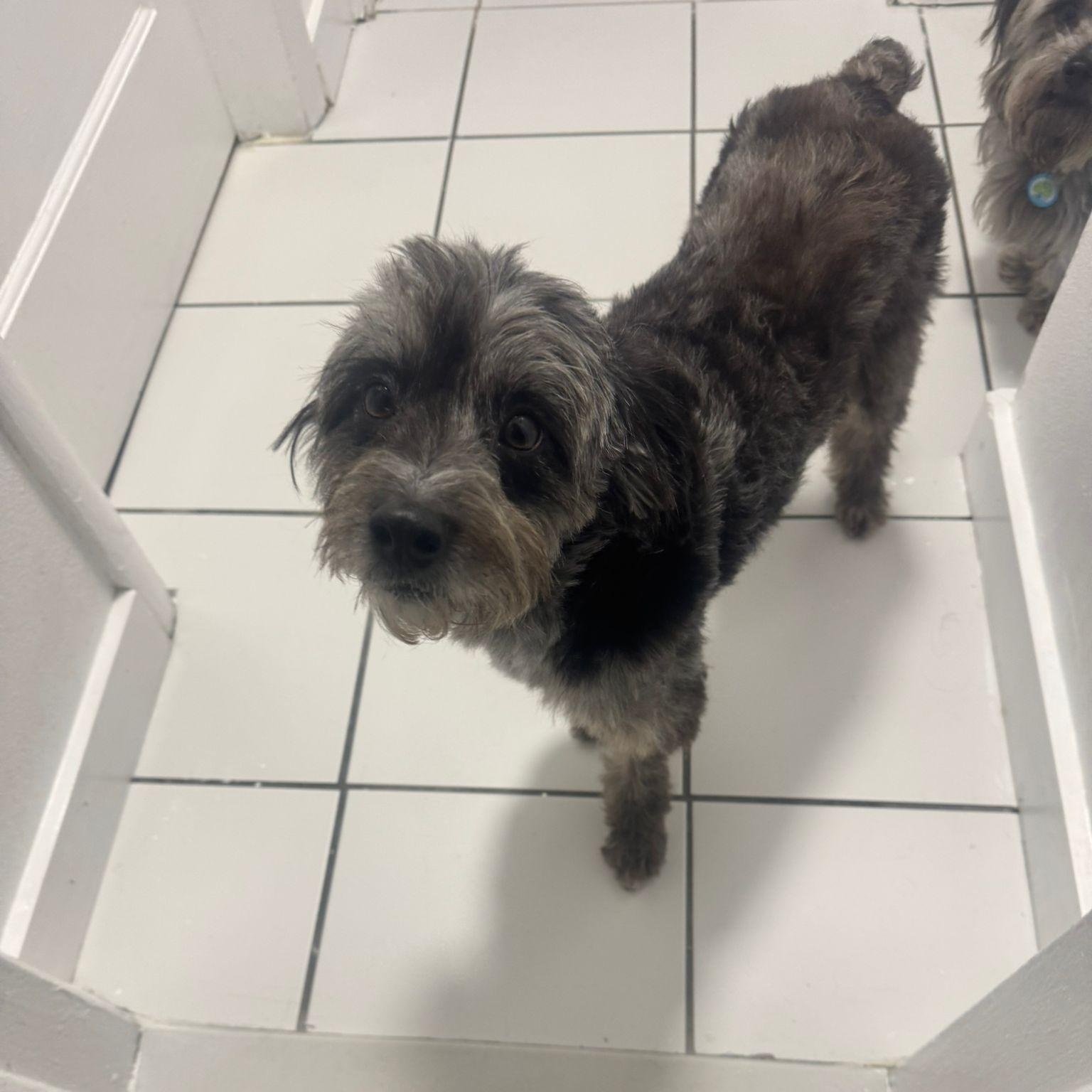 Enlarge Bruno, a ADOPTABLE mixed breed in Miami, FL image 4/6