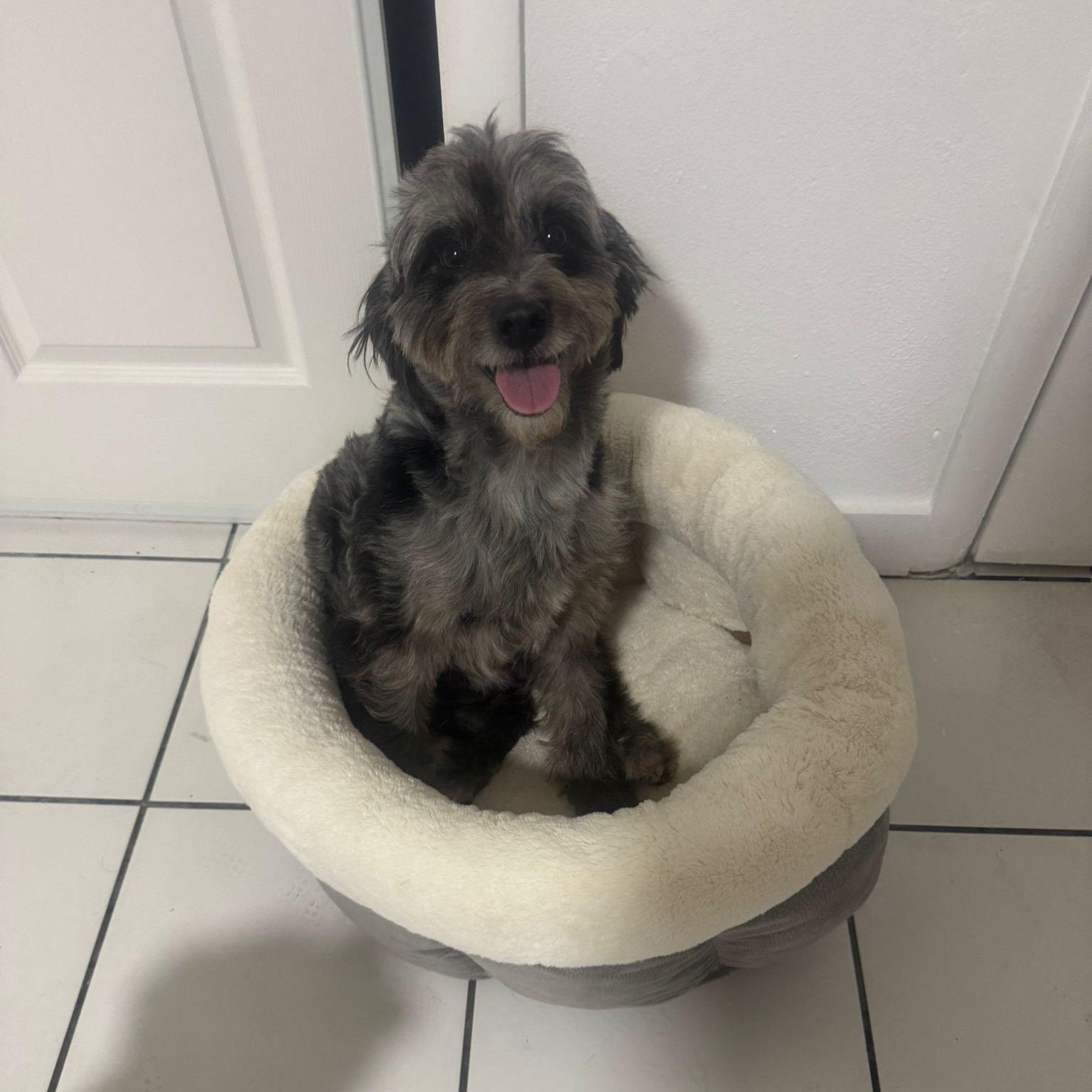 Enlarge Bruno, a ADOPTABLE mixed breed in Miami, FL image 5/6