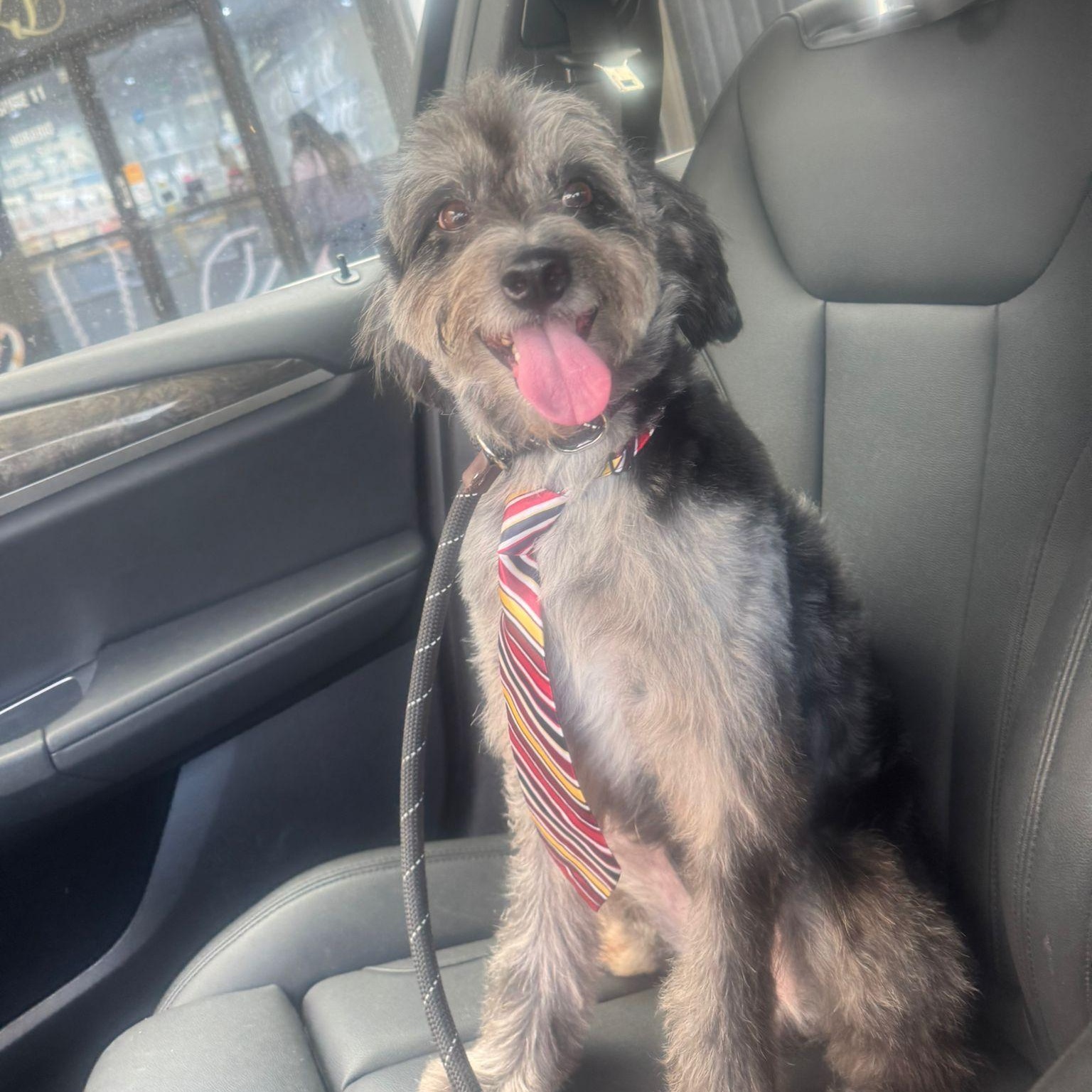 Enlarge Bruno, a ADOPTABLE mixed breed in Miami, FL image 3/6