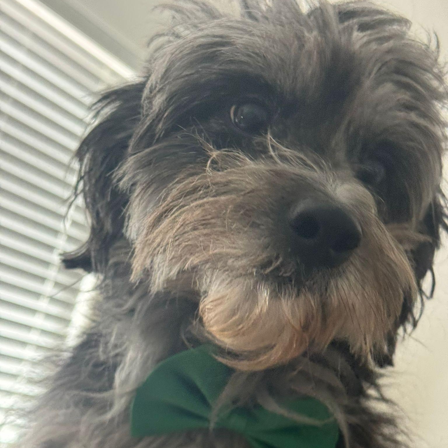 Bruno, ADOPTABLE, Young Male Poodle.