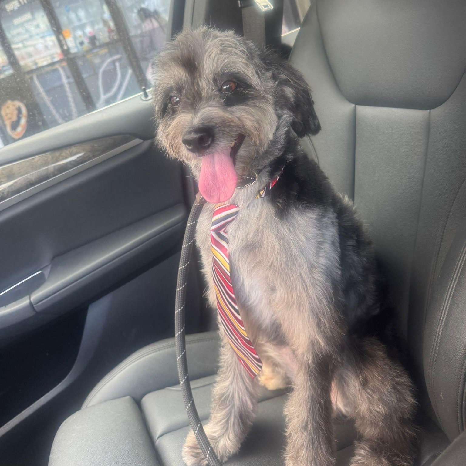 Enlarge Bruno, a ADOPTABLE mixed breed in Miami, FL image 2/6