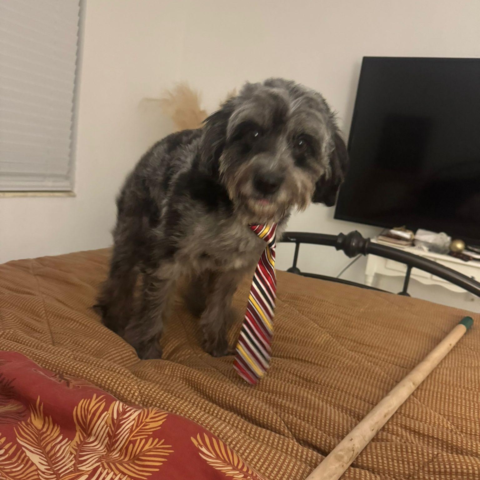 Enlarge Bruno, a ADOPTABLE mixed breed in Miami, FL image 6/6