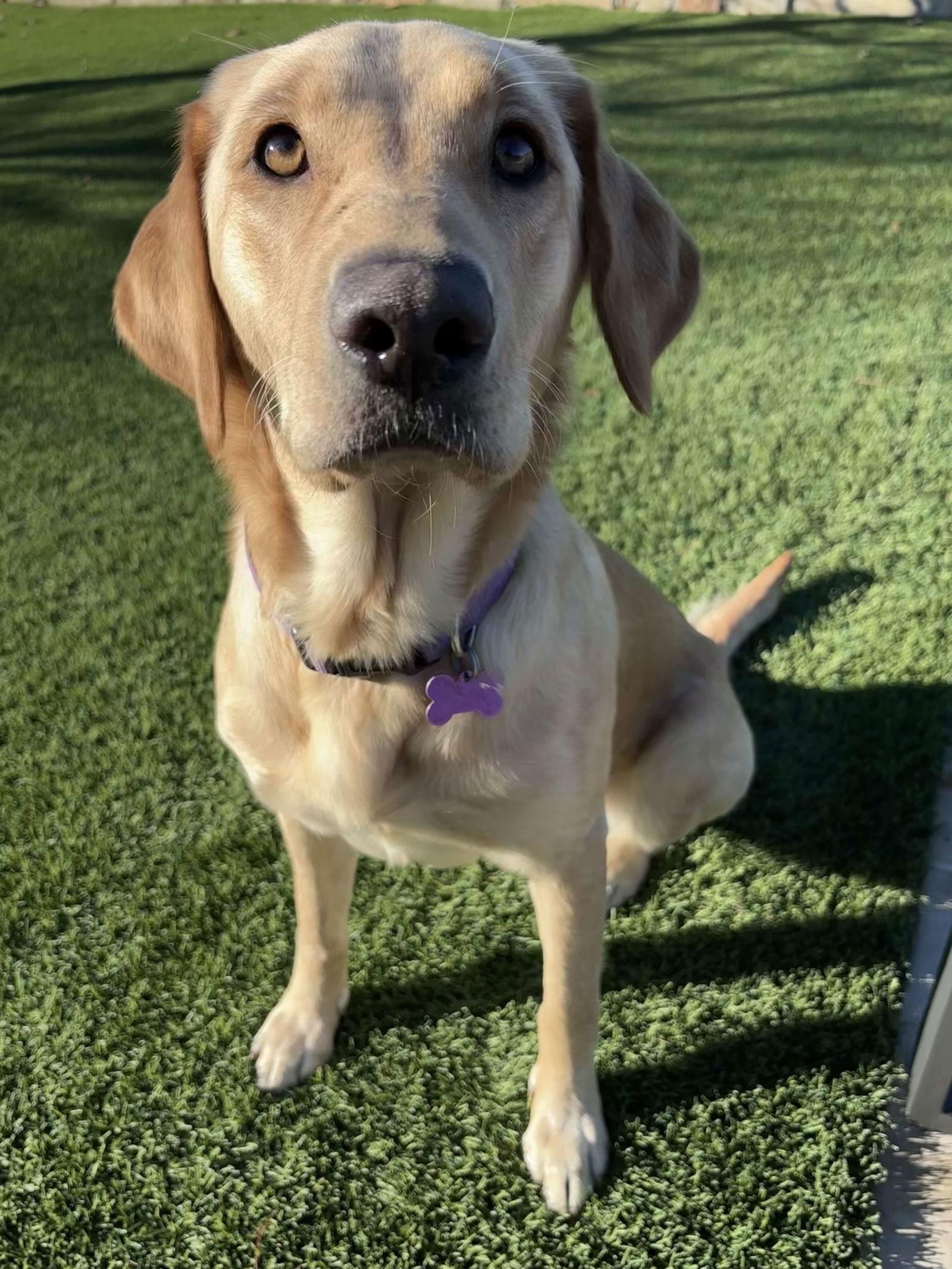 Enlarge Icely, a Adopted Labrador Retriever in Fort Worth, TX image 1/3