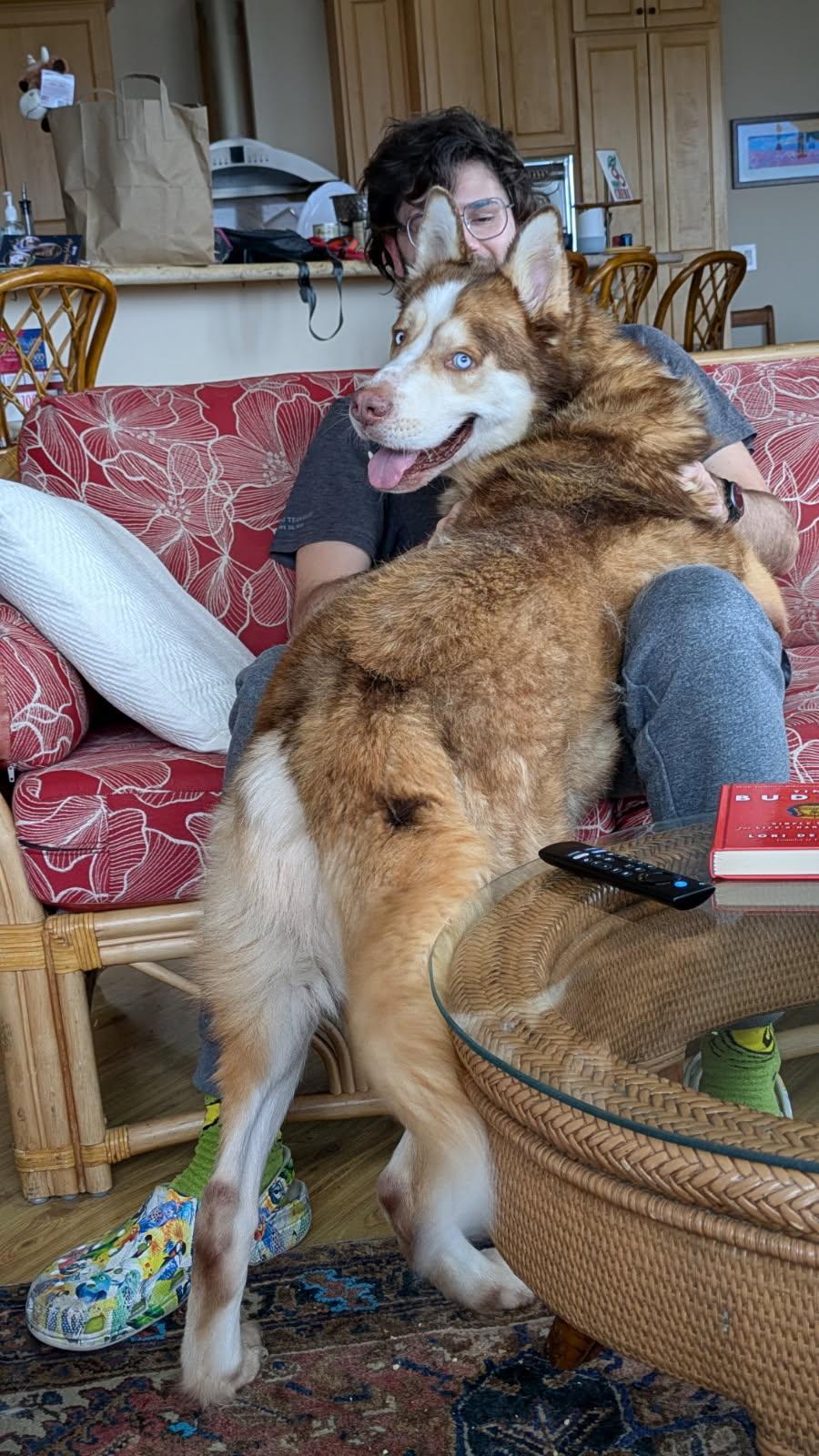 Enlarge Simba, a ADOPTABLE mixed breed in San Diego, CA image 3/3