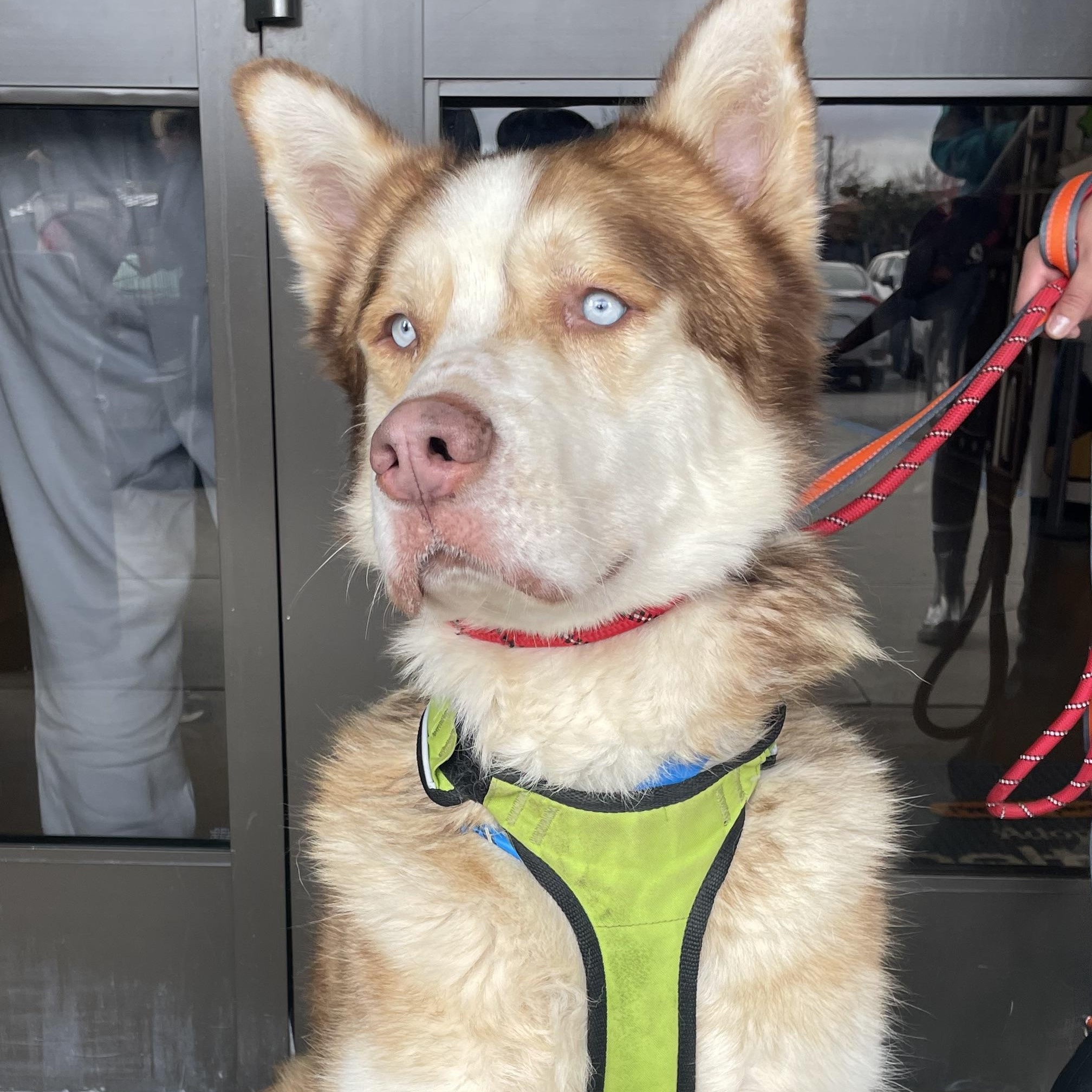 Enlarge Simba, a ADOPTABLE mixed breed in San Diego, CA image 1/3