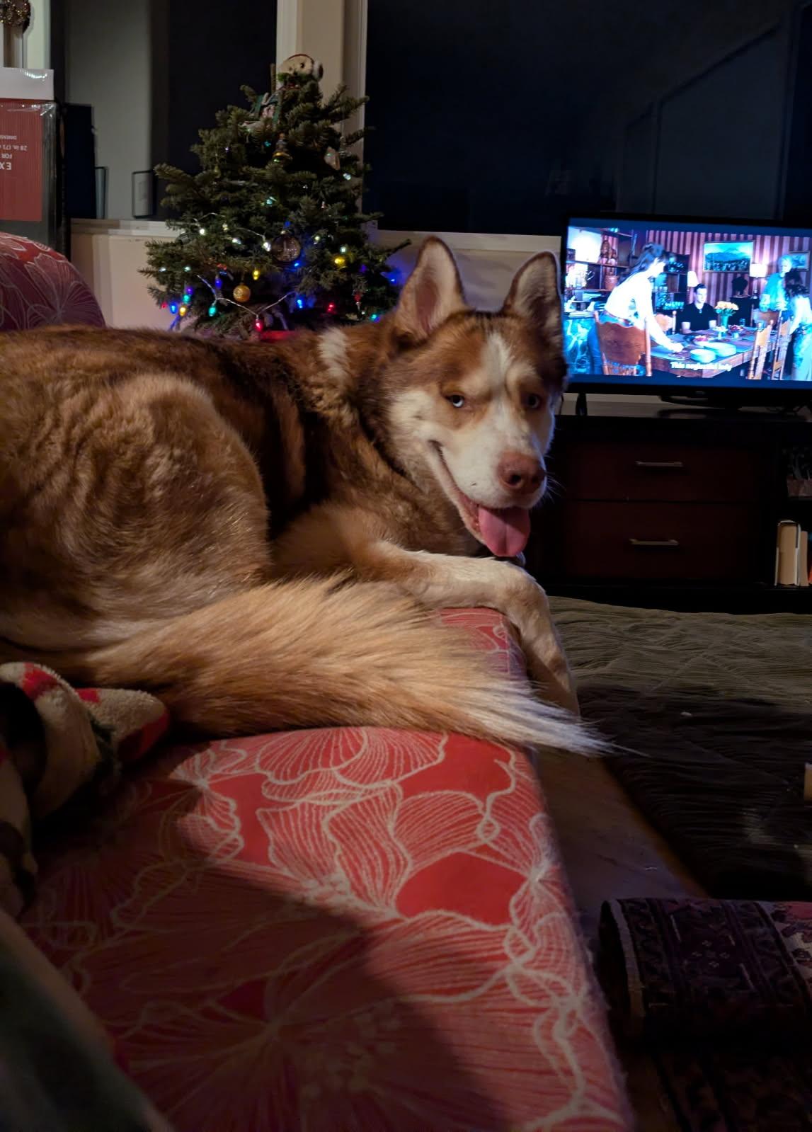 Enlarge Simba, a ADOPTABLE mixed breed in San Diego, CA image 2/3