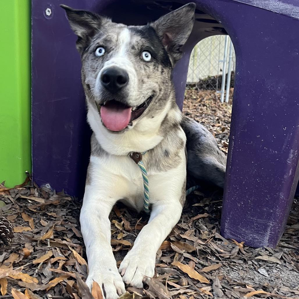 Enlarge Pierre @ Foster, a Adoptable Mixed Breed in Summerville, SC image 1/5