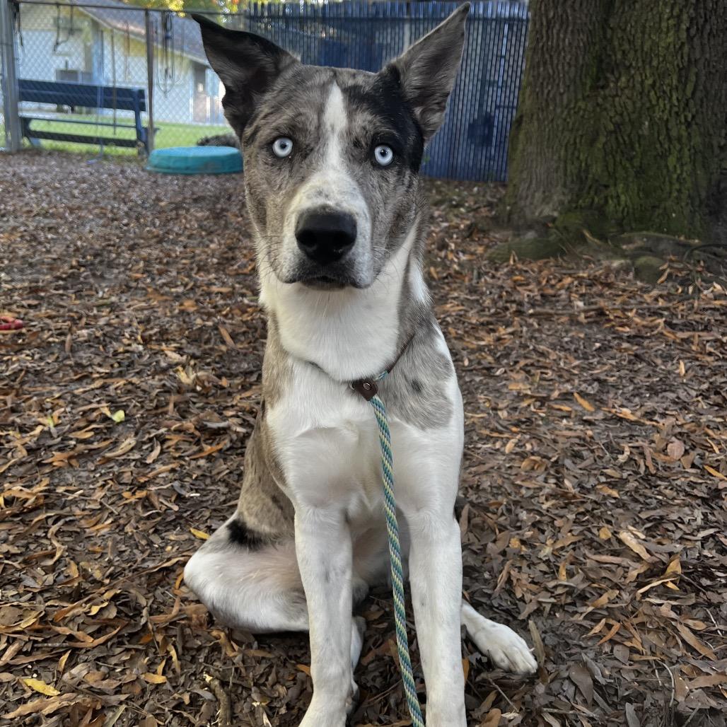 Enlarge Pierre @ Foster, a Adoptable Mixed Breed in Summerville, SC image 2/5